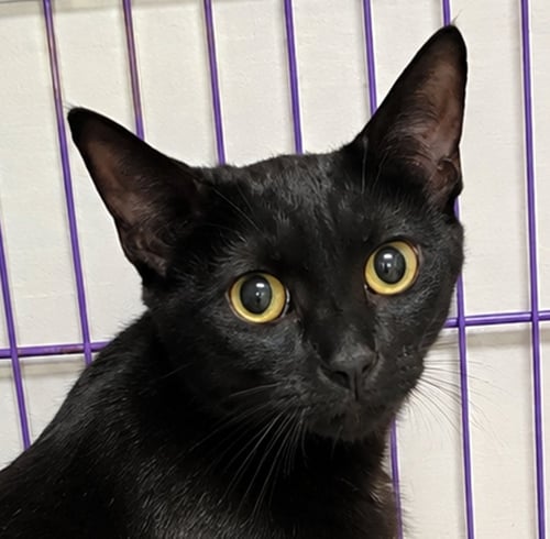 CLOAK - Domestic Short Hair available for adoption