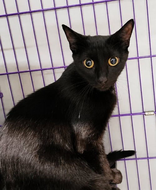 CLOAK - Domestic Short Hair available for adoption