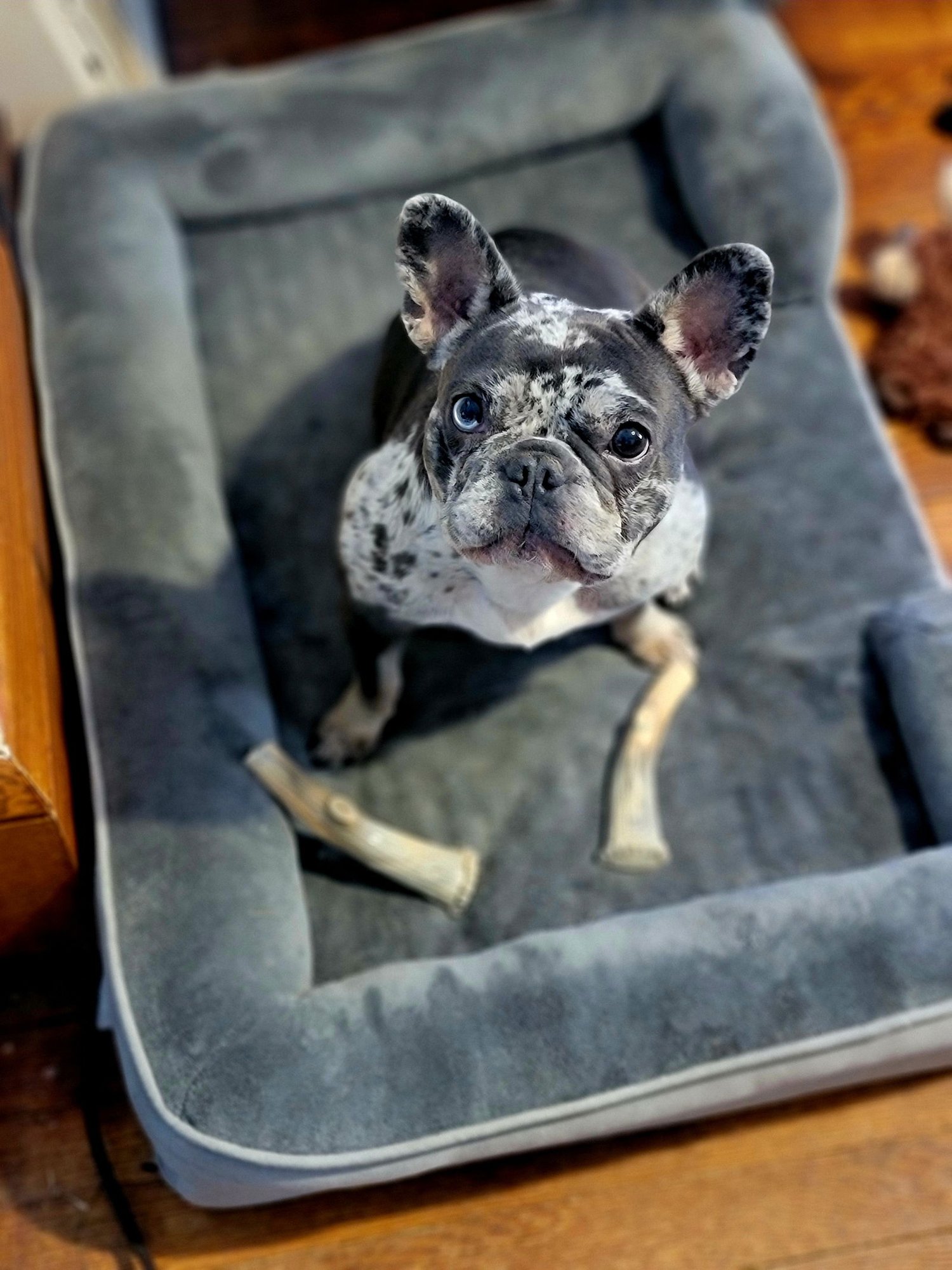 GRETA - French Bulldog available for adoption