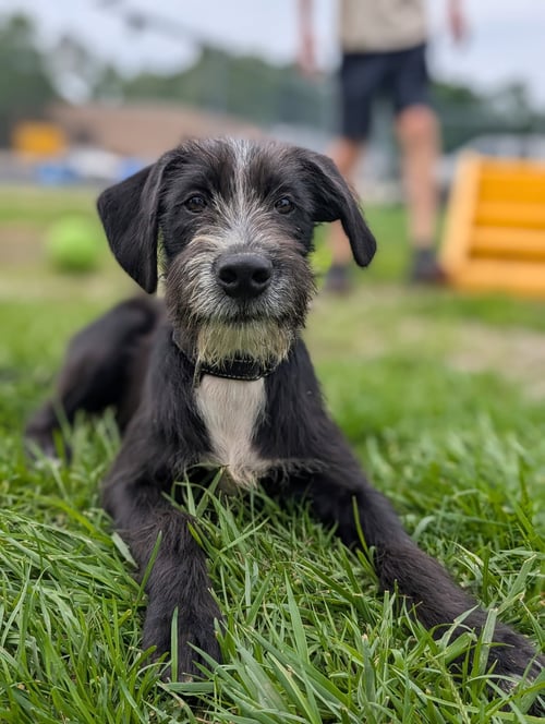 PUPPY GEORGE - Miniature Schnauzer available for adoption