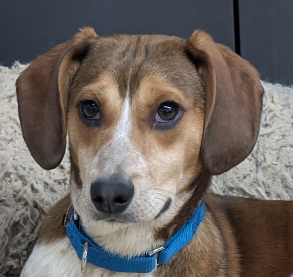 PUPPY STARLA - Beagle / Hound available for adoption