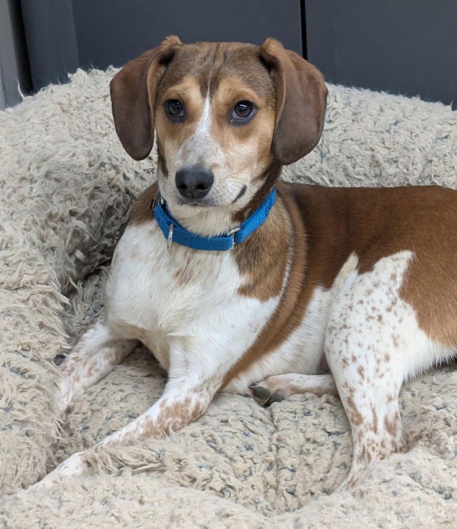 PUPPY STARLA - Beagle / Hound available for adoption