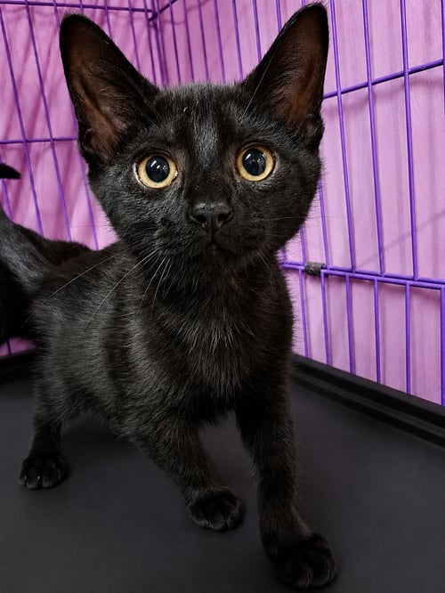 KITTEN KRAVE - Domestic Short Hair available for adoption
