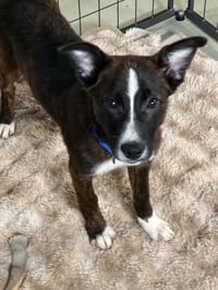Puppy Pineapple - Photo 1
