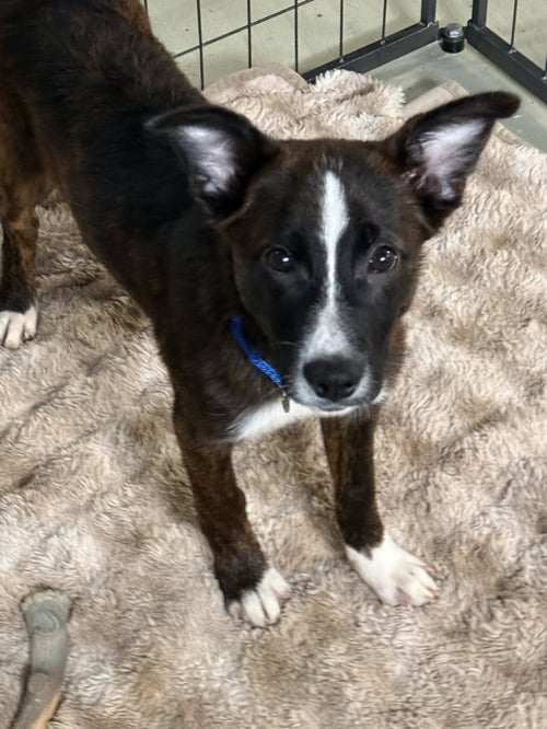 PUPPY PINEAPPLE - Collie available for adoption