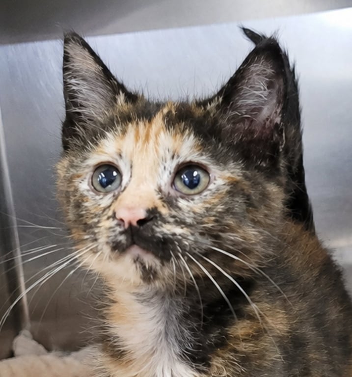 Kitten Mali Image