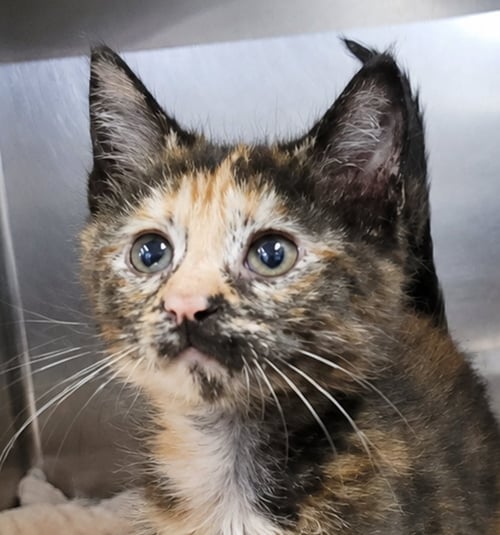 KITTEN MALI - Torbie / Domestic Short Hair available for adoption