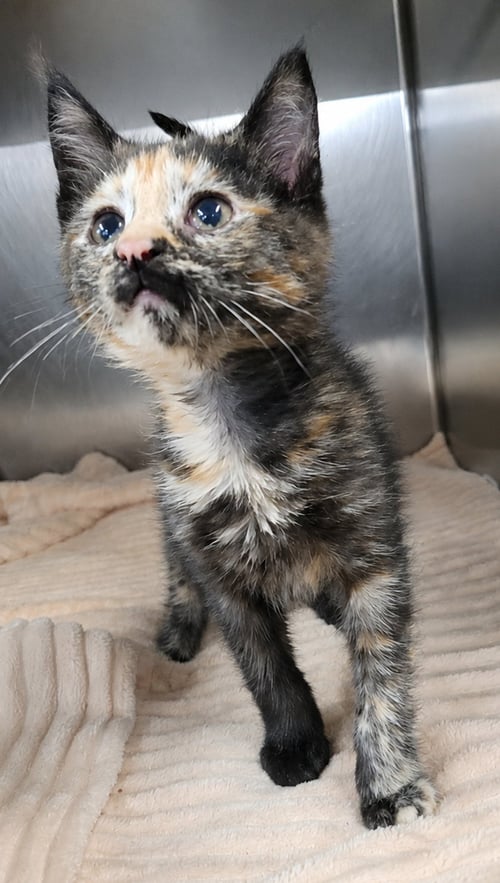 KITTEN MALI - Torbie / Domestic Short Hair available for adoption