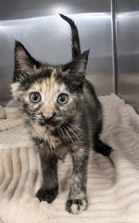 Kitten Mali - Photo 3