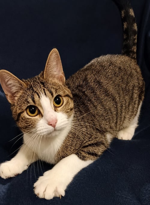 KITTEN TIGGER - Domestic Short Hair / Tabby available for adoption