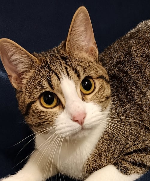 KITTEN TIGGER - Domestic Short Hair / Tabby for adoption in Akron