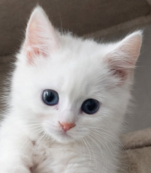 KITTEN ROLEX - Domestic Short Hair available for adoption