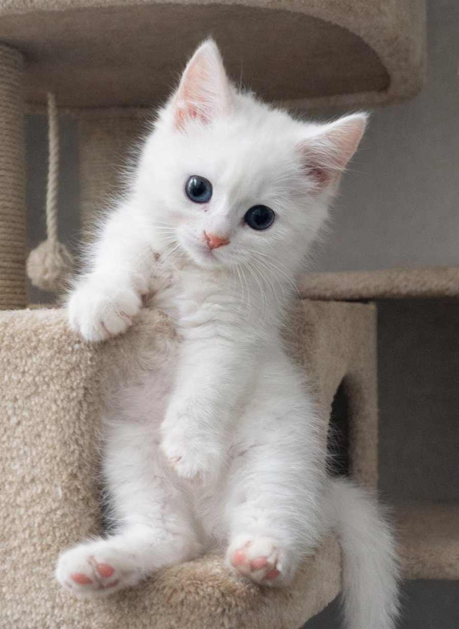 Kitten Rolex - Photo 4