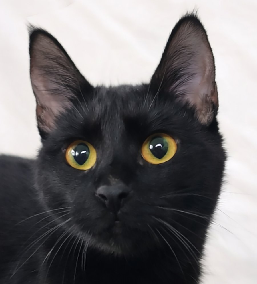 KITTEN VESSEL - Domestic Short Hair available for adoption