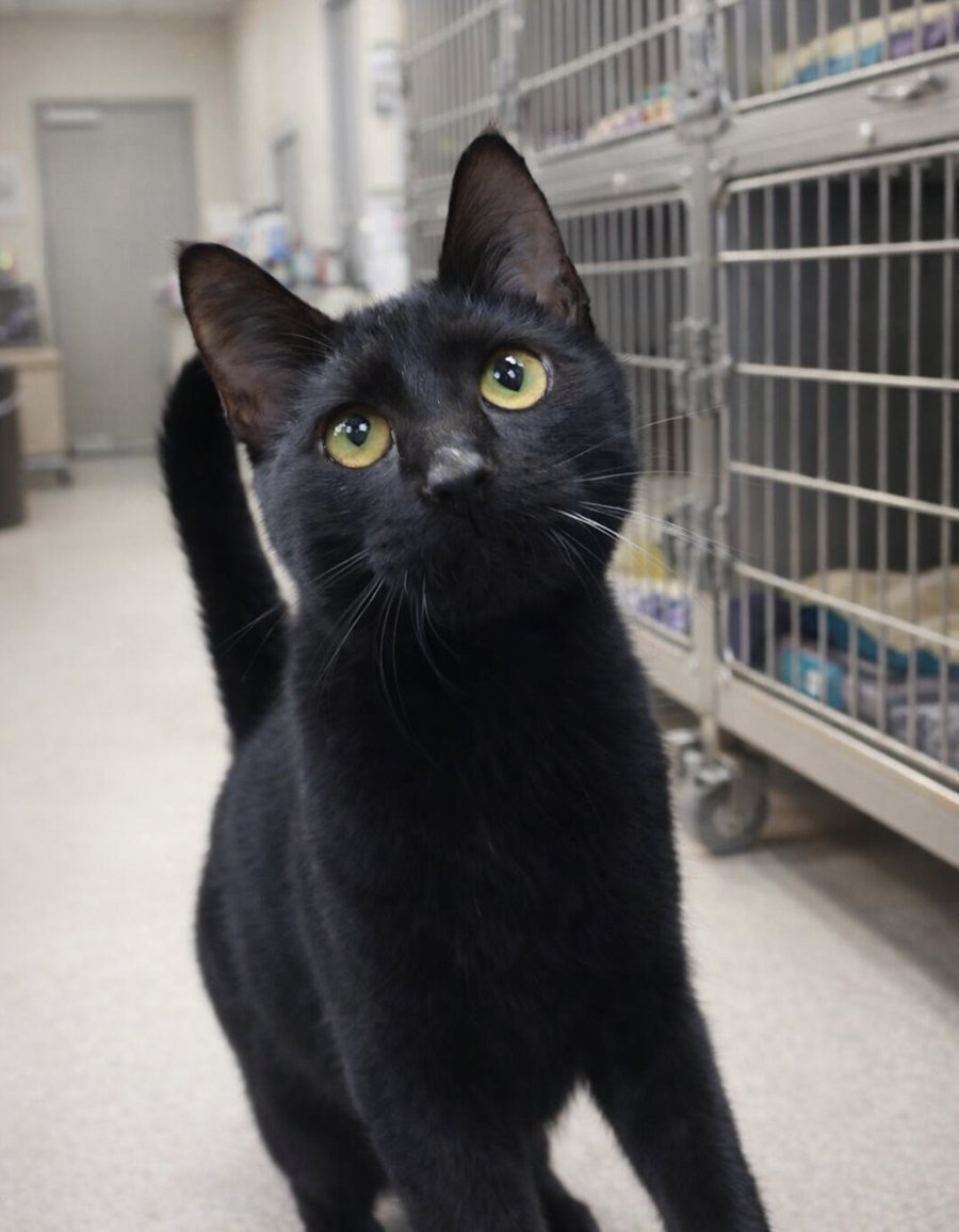 Kitten Vessel - Photo 3