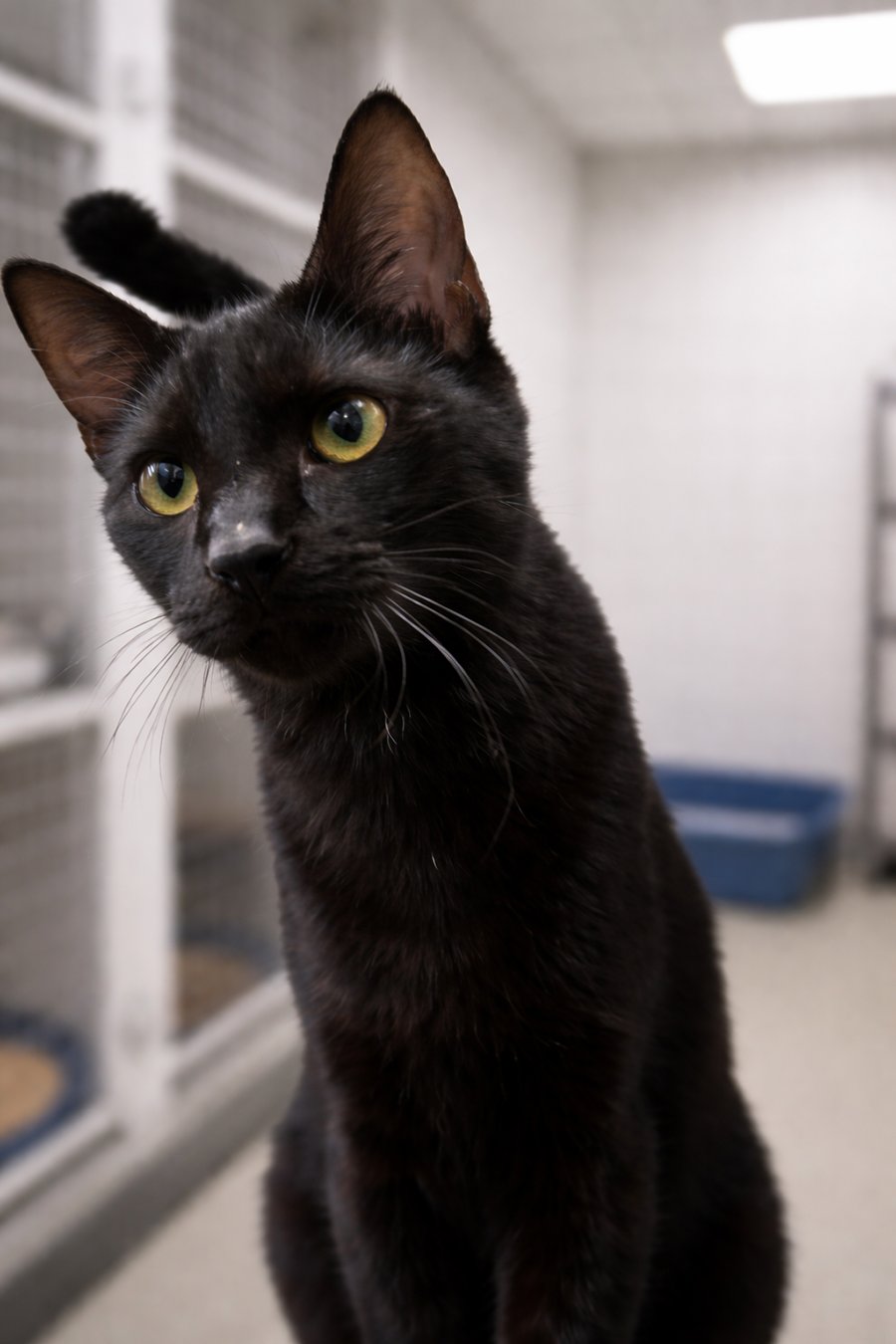 Kitten Vessel - Photo 4