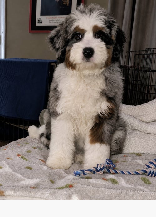 CHARLIE PUPPY