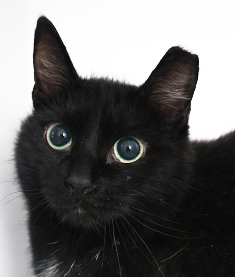 CINEMARK - Domestic Short Hair available for adoption