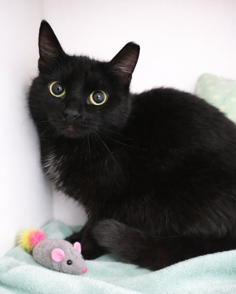 CINEMARK - Domestic Short Hair available for adoption