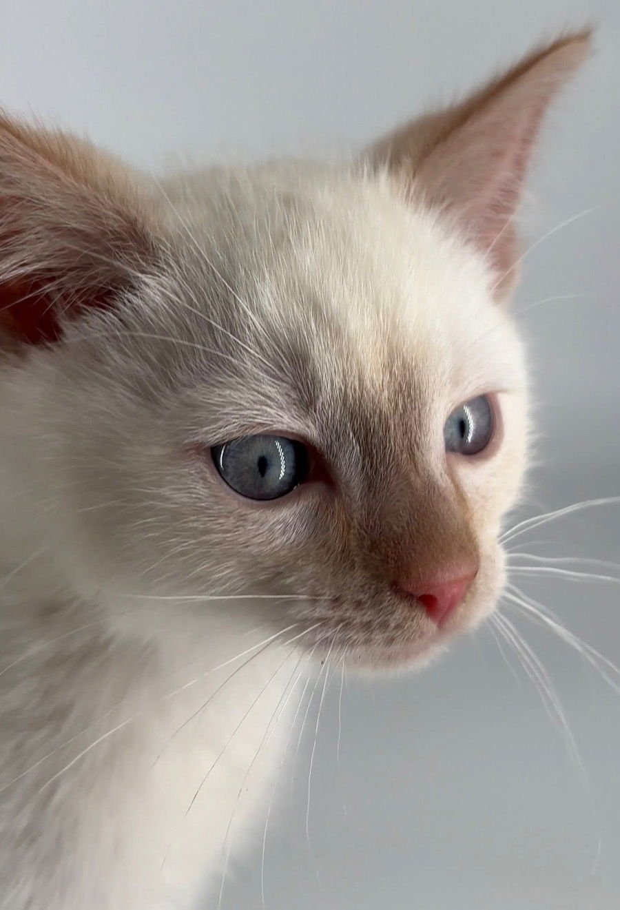 KITTEN CHAMPAGNE - ADOPTION PENDING - Siamese available for adoption