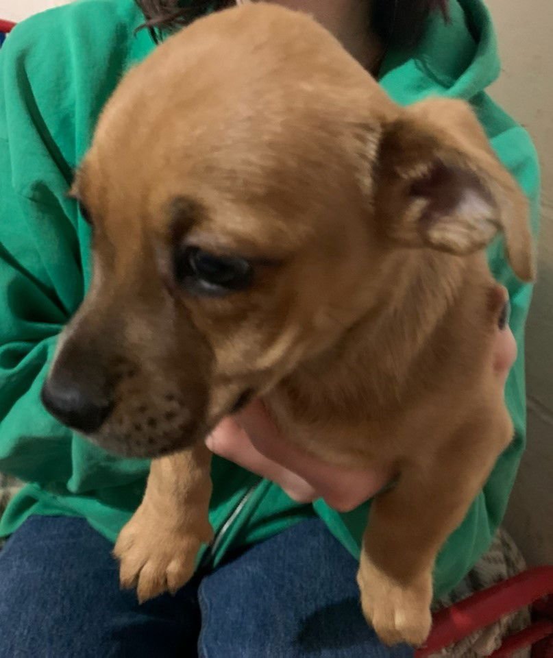 AUSTIN CITY DOGS PUP/PENDING ADOPTION - Dachshund / Terrier available for adoption