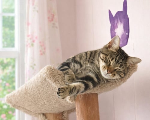 GENESIS - Tabby available for adoption