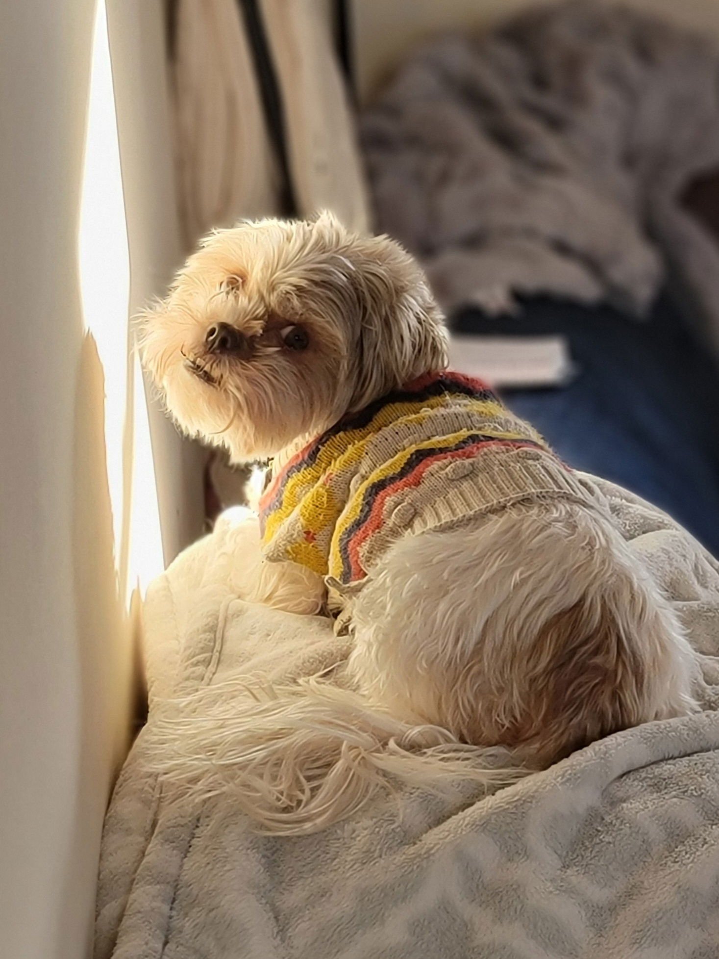 CHARLIE - Yorkshire Terrier Yorkie / Bichon Frise available for adoption