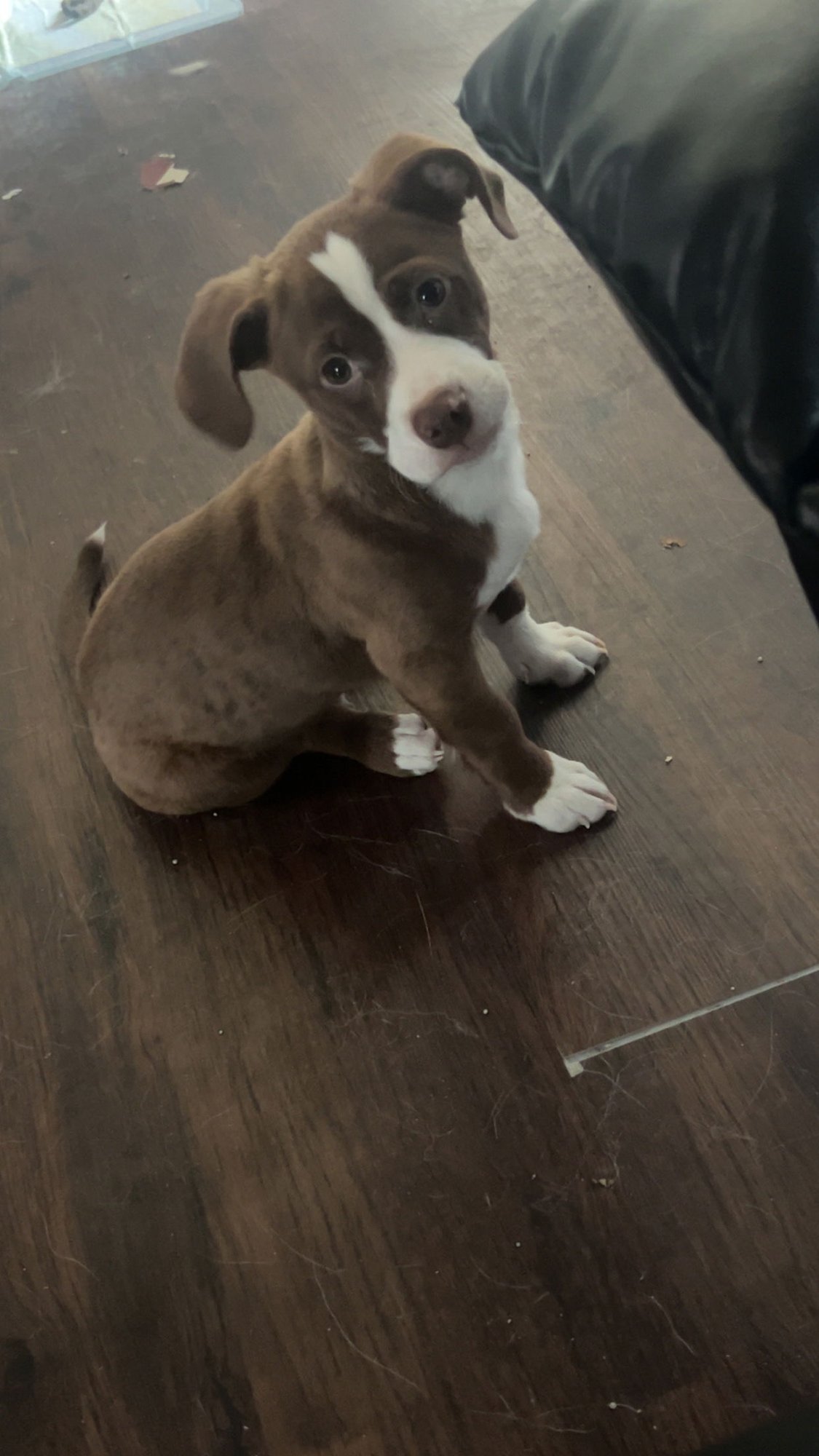 RILEY PUPPY (ADOTION PENDING) - Dachshund / Basset Hound available for adoption