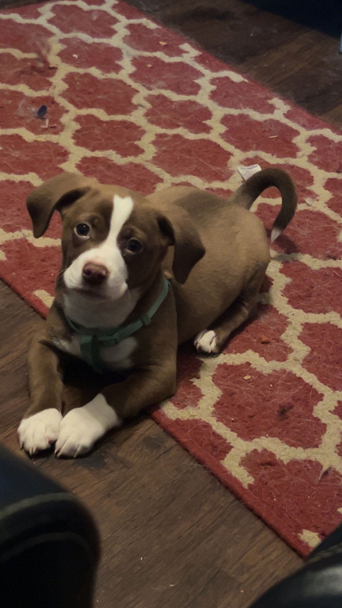 RILEY PUPPY (ADOTION PENDING) - Dachshund / Basset Hound available for adoption