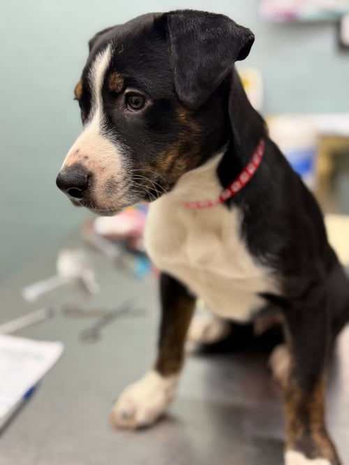 JASON PUPPY - Australian Shepherd / Whippet available for adoption