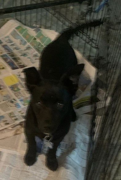 GLORY PUPPY - Border Collie / Chihuahua available for adoption