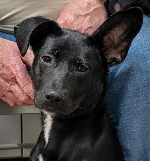 ANGIE [LAB MIX PUPPY]