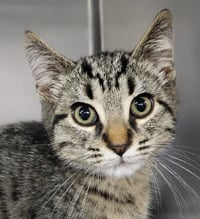 Kitten Carerra - Photo 1