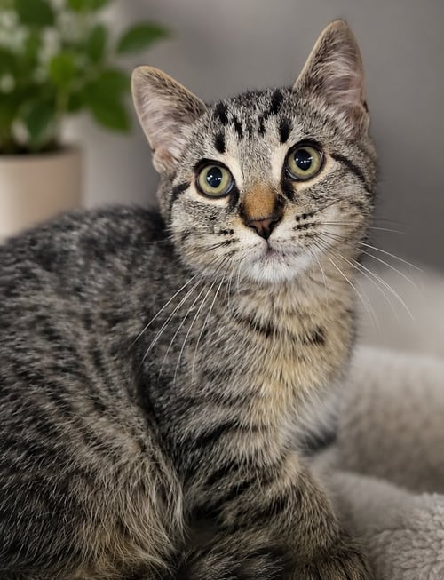 KITTEN CARERRA - Domestic Short Hair available for adoption