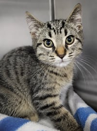 Kitten Carerra - Photo 3