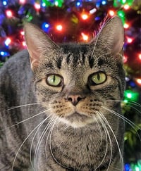 Sheila - Photo 5