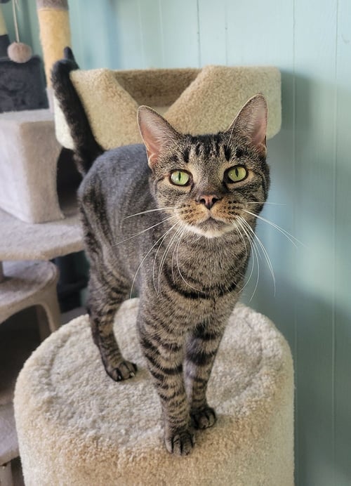 SHEILA - Tabby / Domestic Short Hair available for adoption
