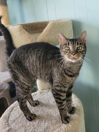 Sheila - Photo 3