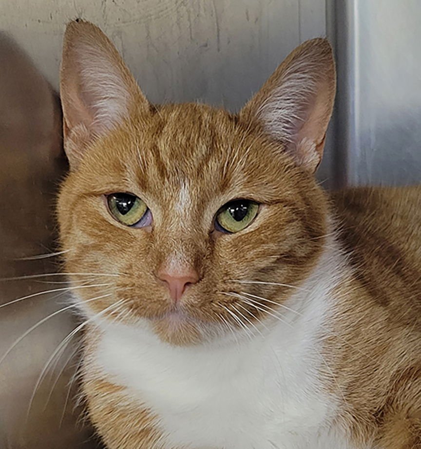PADLOCK AT MONTROSE PETSMART! - Domestic Short Hair available for adoption