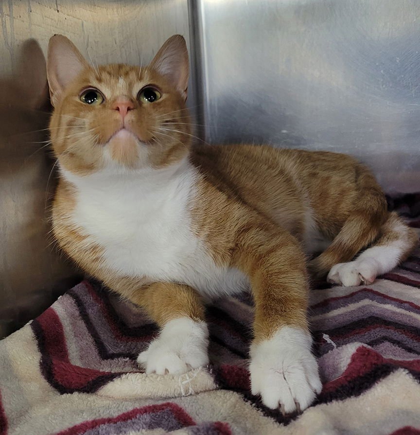 PADLOCK AT MONTROSE PETSMART! - Domestic Short Hair available for adoption