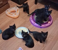 Fruit Basket Babies! - Photo 1