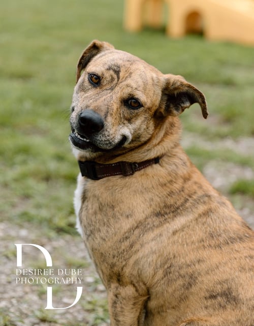 WINIFRED "WINNIE" - Shepherd available for adoption