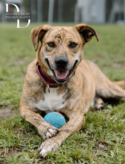 WINIFRED "WINNIE" - Shepherd available for adoption