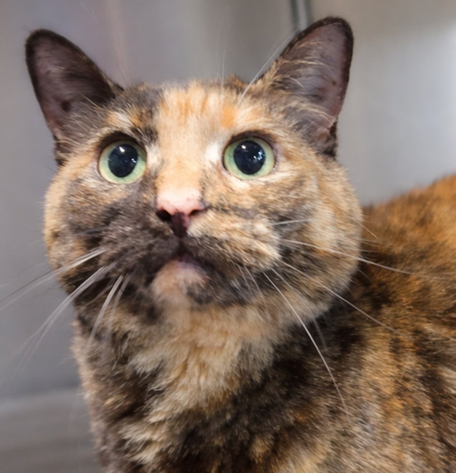 SHEGO - Tortoiseshell / Domestic Short Hair available for adoption