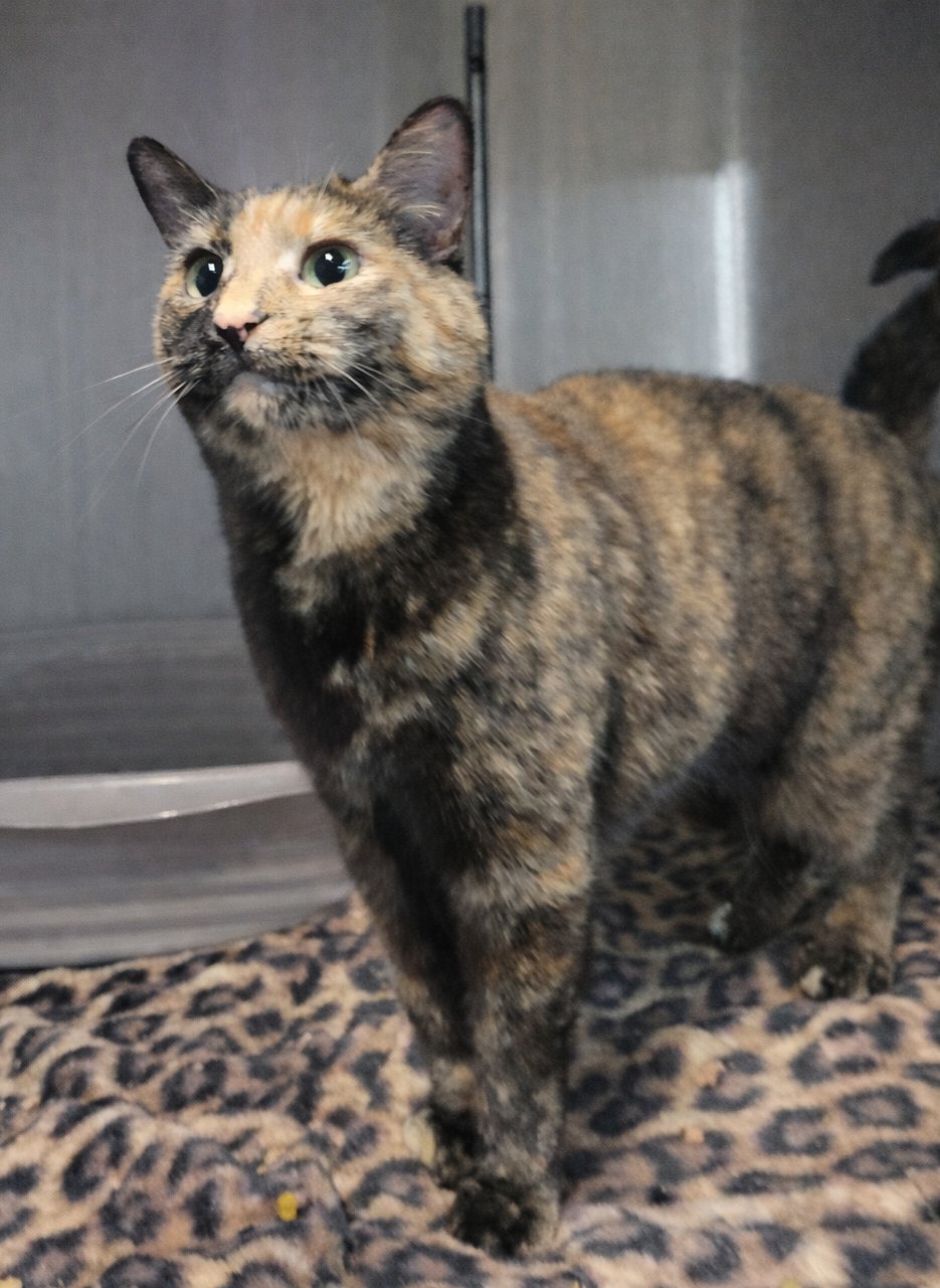 SHEGO - Tortoiseshell / Domestic Short Hair available for adoption