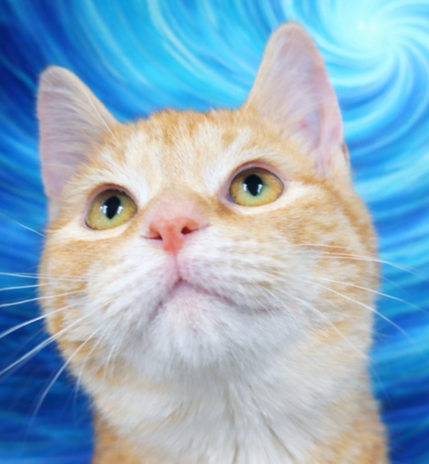 KITTEN CRUMBS - Domestic Short Hair available for adoption