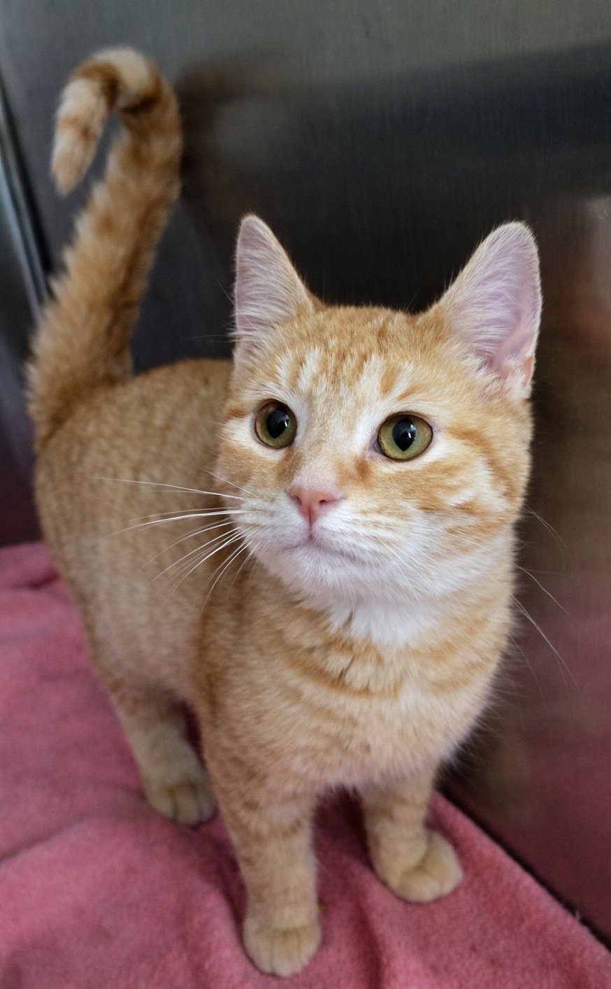 KITTEN CRUMBS - Domestic Short Hair available for adoption