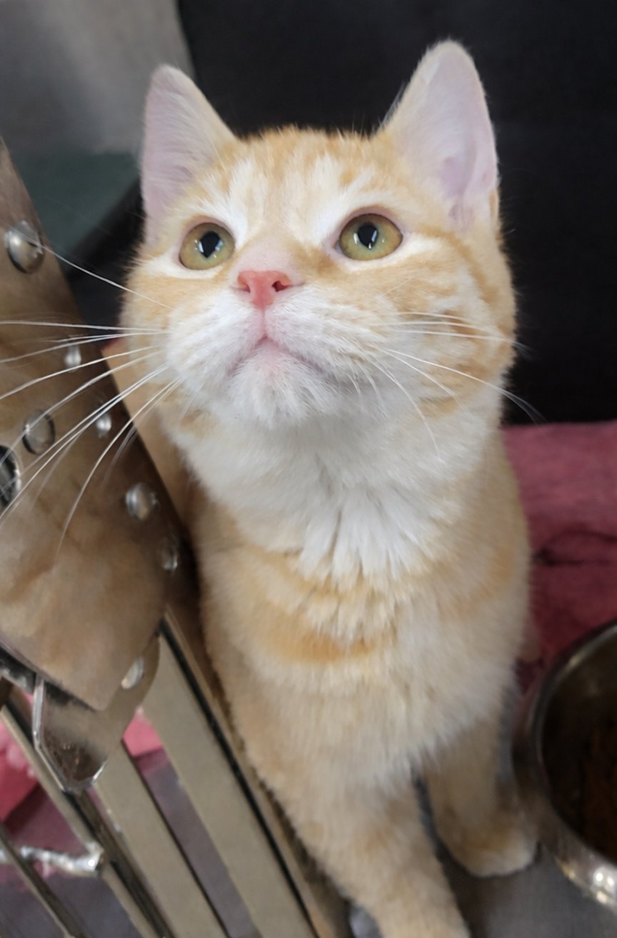 Kitten Crumbs - Photo 3