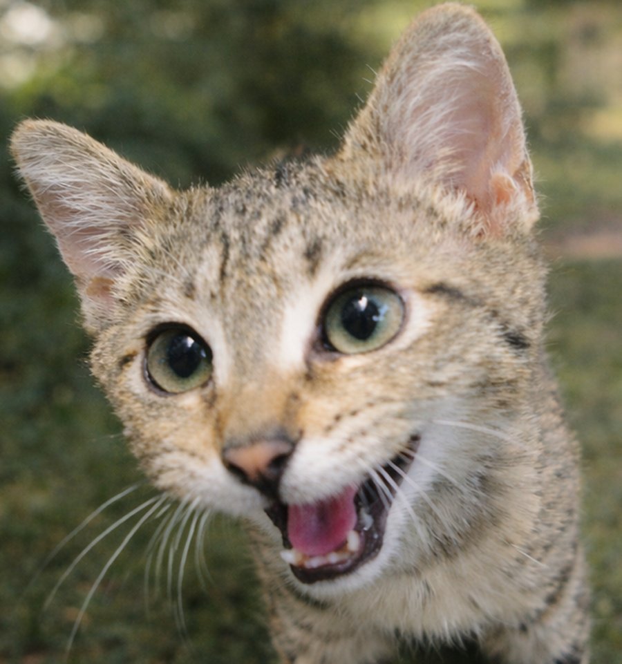 KITTEN POSTAGE - Domestic Short Hair / Tabby available for adoption