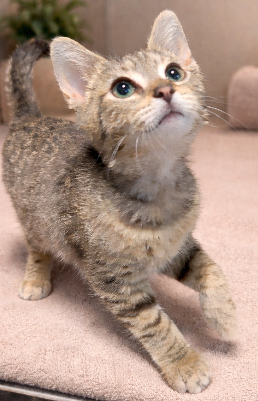 Kitten Postage - Photo 3